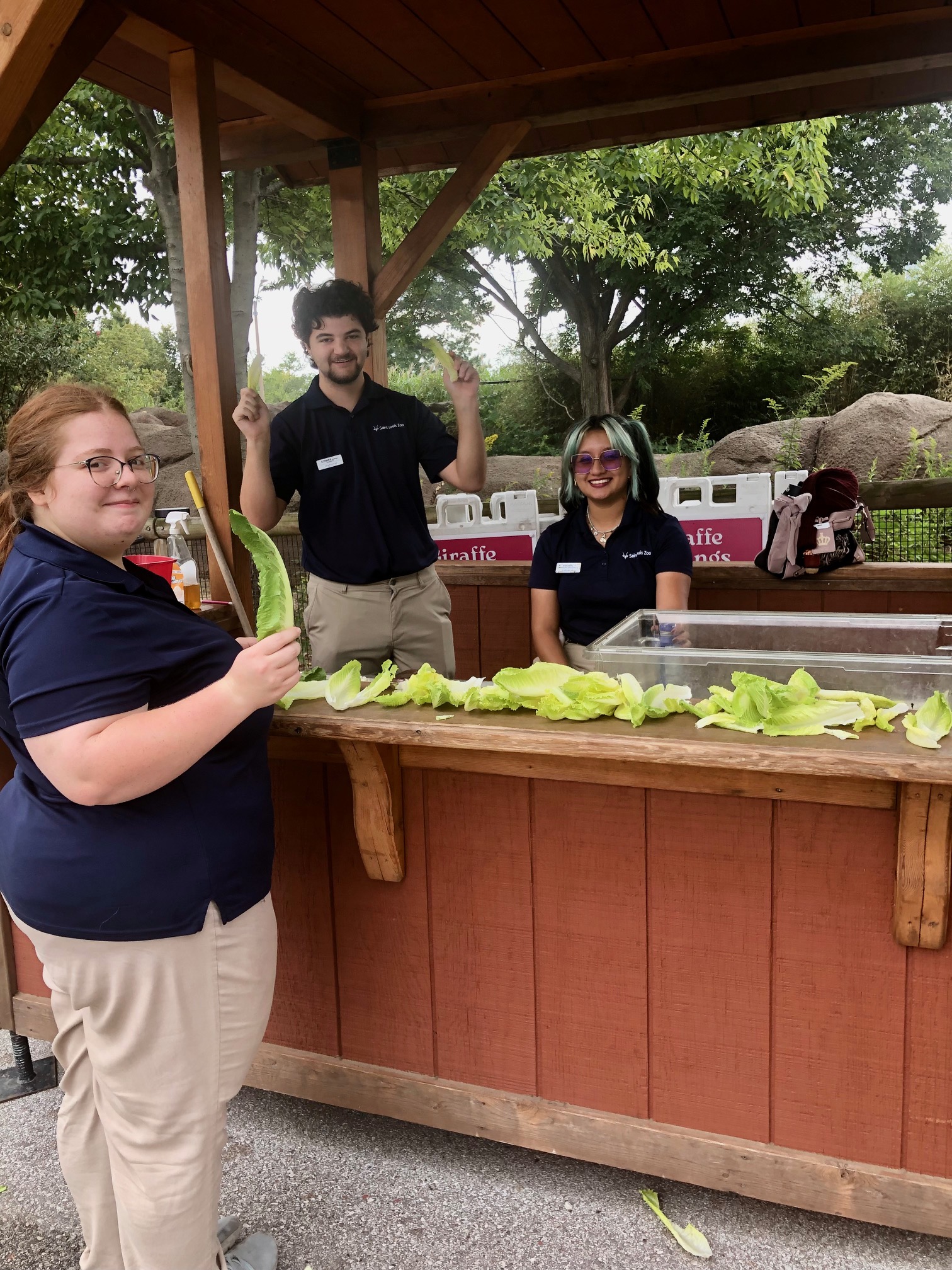 Lettuce is distributed to giraffe fans for feeding.